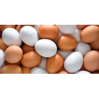 Курячі яйця білі